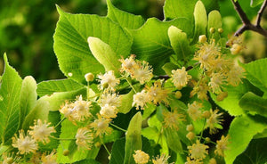 Lime Blossom Honey